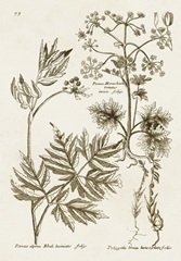 Sepia Botanical Journal III