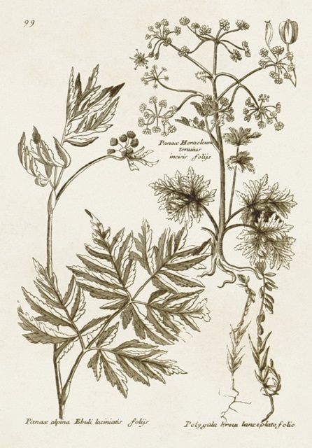 Sepia Botanical Journal III