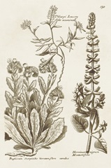 Sepia Botanical Journal IV