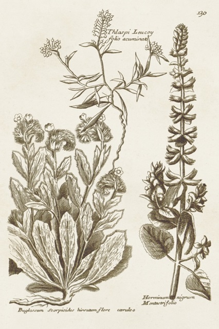 Sepia Botanical Journal IV