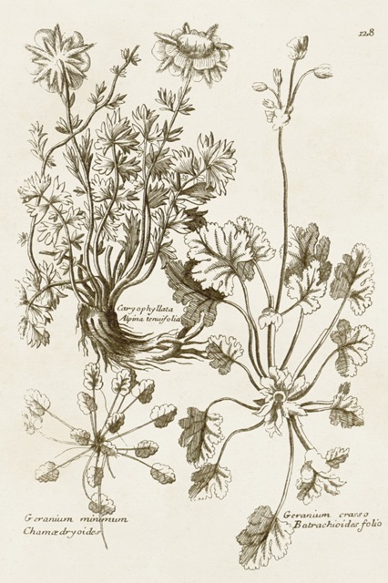Sepia Botanical Journal IX