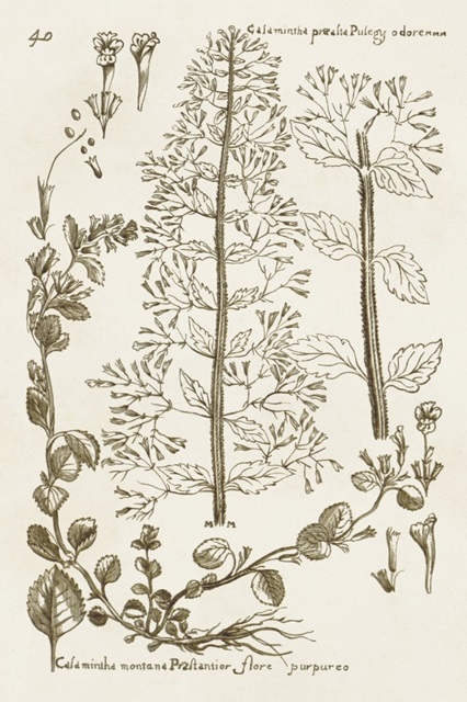 Sepia Botanical Journal V