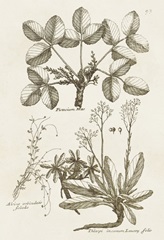 Sepia Botanical Journal VI