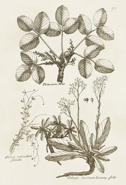 Sepia Botanical Journal VI