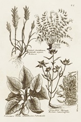 Sepia Botanical Journal VII