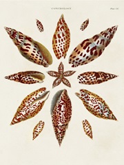 Spiral Shell Formation I