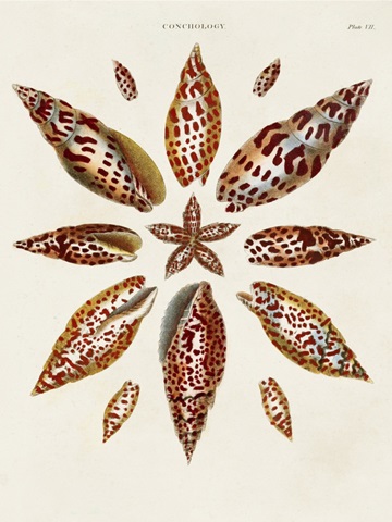 Spiral Shell Formation I