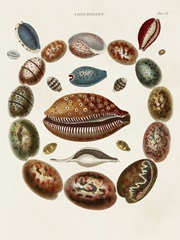 Spiral Shell Formation II