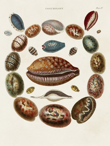 Spiral Shell Formation II