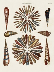 Spiral Shell Formation III