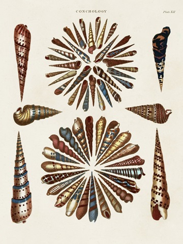 Spiral Shell Formation III