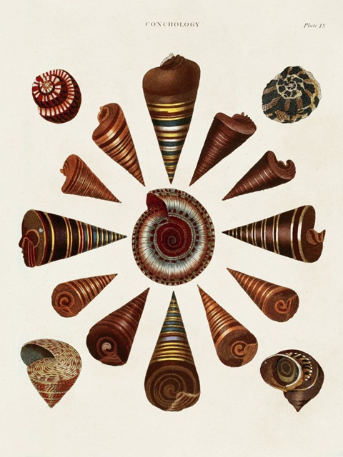 Spiral Shell Formation IV