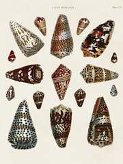 Spiral Shell Formation V