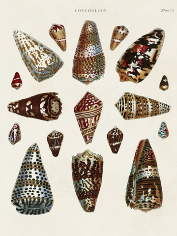 Spiral Shell Formation V