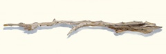 Driftwood Study I