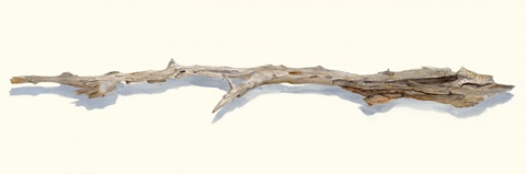 Driftwood Study I