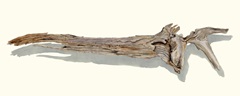 Driftwood Study II