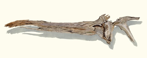 Driftwood Study II