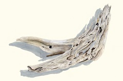 Driftwood Study III