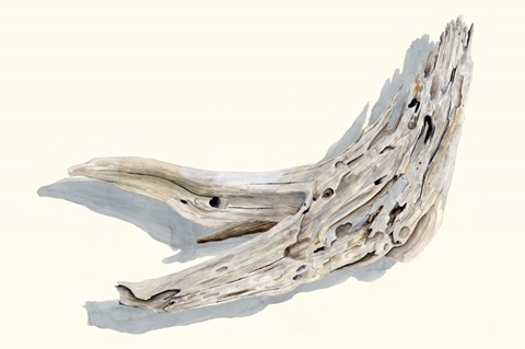 Driftwood Study III
