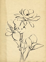 Magnolia Sketch II