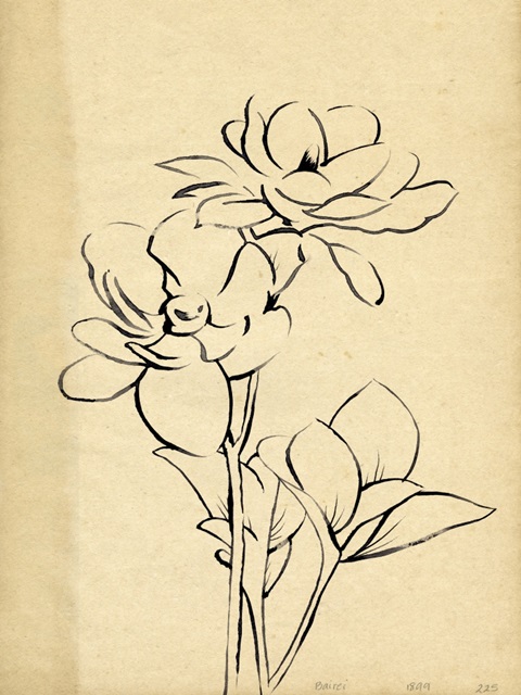 Magnolia Sketch II