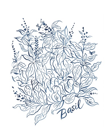 Summer Herb Garden Sketches I