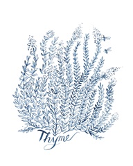 Summer Herb Garden Sketches IV