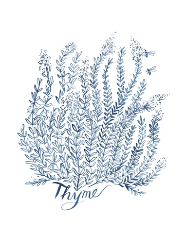 Summer Herb Garden Sketches IV