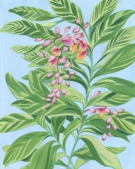 Tropical Shell Ginger II