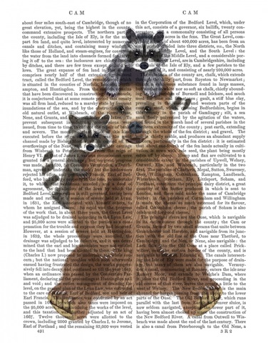 Bear and Raccoon Friends