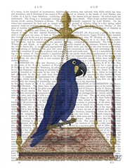 Blue Parrot on Swing