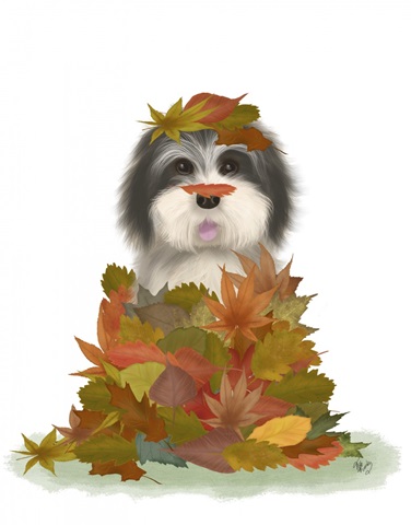 Landed in Autumn, Black and White Dog