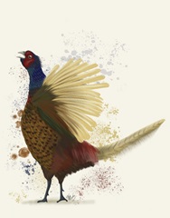 Pheasant Splash 8