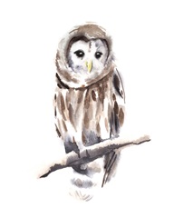 Barred Owl Impressions I