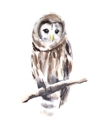 Barred Owl Impressions I