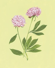 Peonies in Yellow II