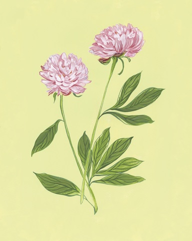 Peonies in Yellow II