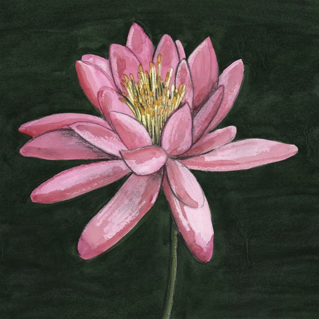 Pink Waterlily I