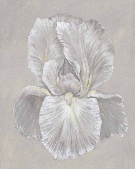 White Iris I