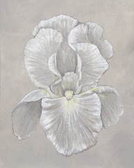 White Iris II