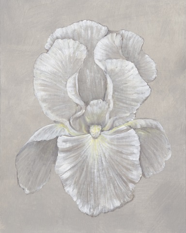 White Iris II