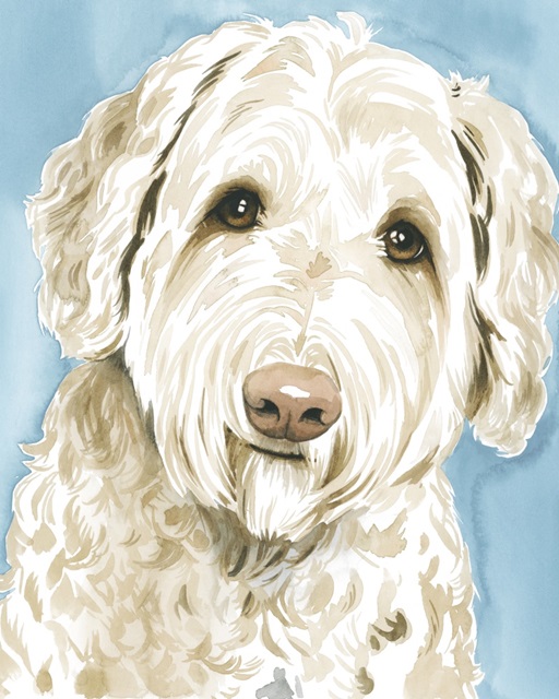 Labradoodle I