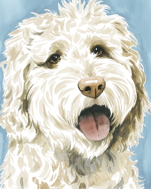 Labradoodle II