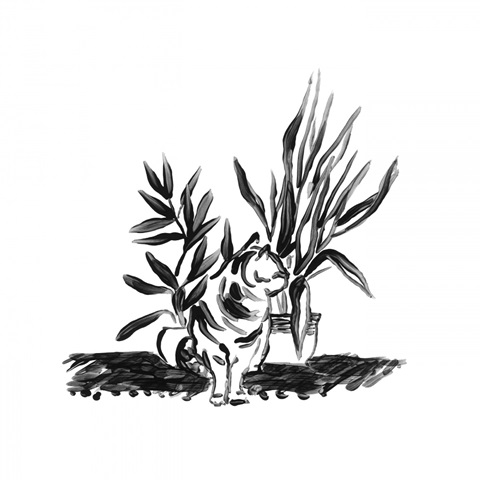 Purrfect House Plants II