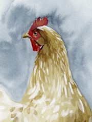 Chicken Portrait I