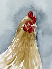 Chicken Portrait II