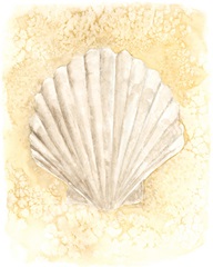 Salty Seashell II