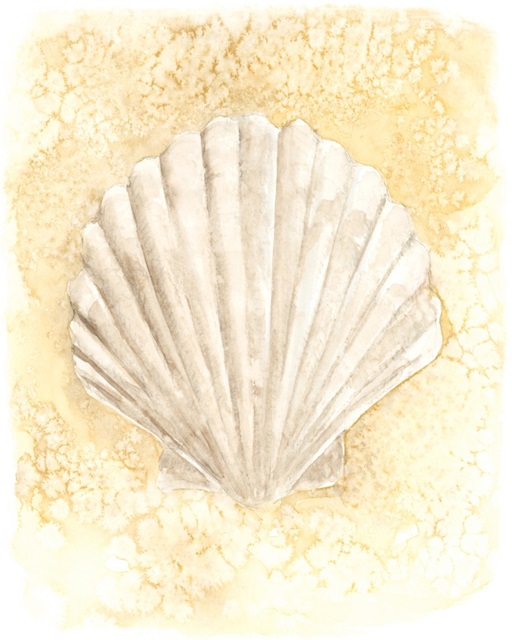 Salty Seashell II