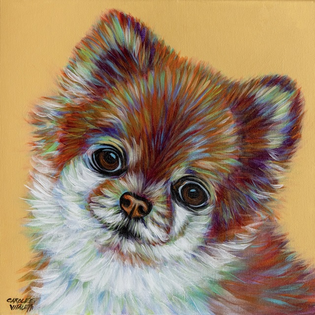 Colorful Pomeranian